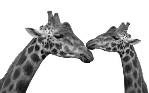 Girafa Cabeça Isolado Fundo Branco — Fotografia de Stock