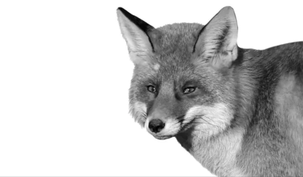白色背景 中美丽的狐狸 — 图库照片