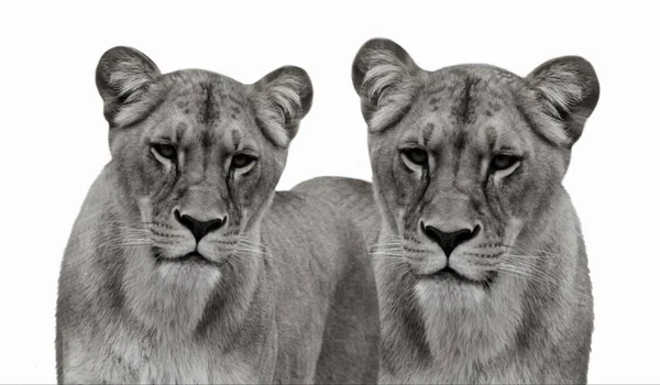 Twee Vrouwelijke Leeuwenkop Staande Witte Achtergrond — Stockfoto