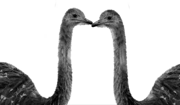 Two Long Neck Ostrich Head Isolated White Background — Stock Photo, Image