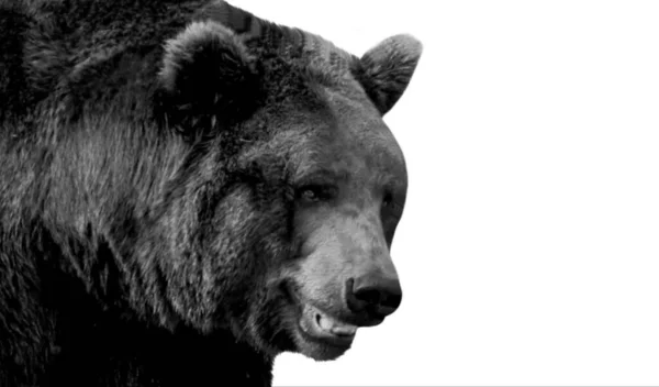 白い背景に黒い野生のクマのクローズアップ顔 — ストック写真
