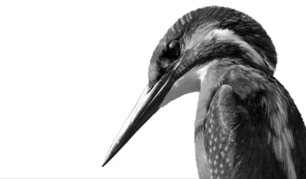 Kingfisher Bela Cara Close Fundo Branco — Fotografia de Stock