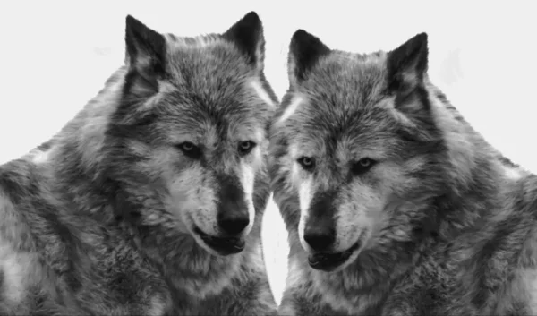Deux Loups Noirs Isolés Sur Fond Blanc — Photo