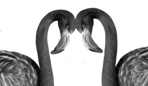 火烈鸟夫妇在白色背景下分离 — 图库照片