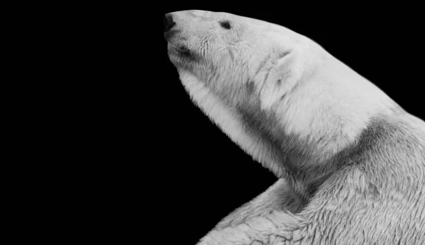 Белая Голова Белого Медведя Черном Фоне — стоковое фото