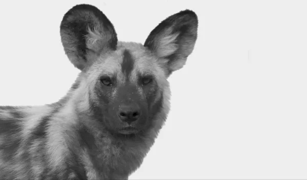 Svart Och Vit Afrikansk Wild Dog Närbild Huvud Bakgrund — Stockfoto