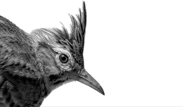Fekete Crested Lark Bird Closeup Elszigetelt Fehér Háttér — Stock Fotó