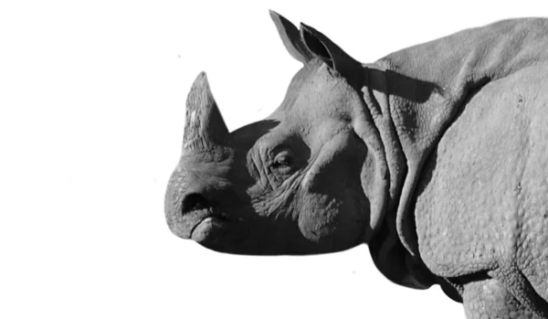 Όμορφο Ισχυρό Rhino Closeup Κεφάλι Λευκό Φόντο Ταπετσαρία — Φωτογραφία Αρχείου
