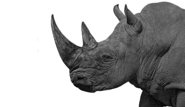 Dva Rohatý Nosorožec Hlava Izolované Bílém Pozadí — Stock fotografie
