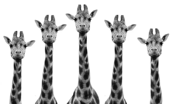 Giraffe Familie Lange Nek Hoofd Witte Achtergrond — Stockfoto