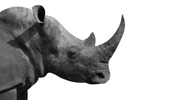 Dlouhý Velký Roh Nebezpečný Nosorožec Detailní Tvář Bílém Pozadí — Stock fotografie