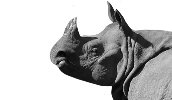 Big Horned Rhino Head White Background — Stock Photo, Image