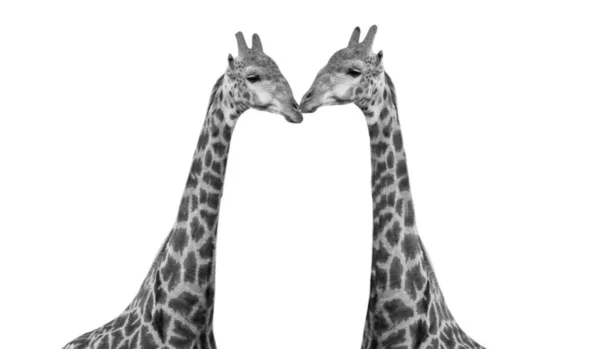 Due Belle Giraffa Collo Lungo Testa Sullo Sfondo Bianco — Foto Stock
