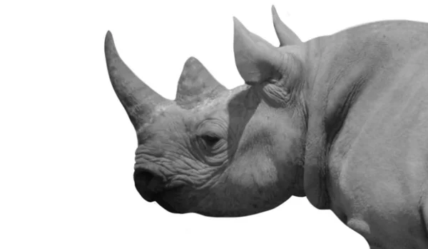 Svart Och Vit Noshörning Huvud Med Big Horned Isolerad Den — Stockfoto