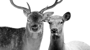 Beyaz Arkaplanda İki Geyik Kafa