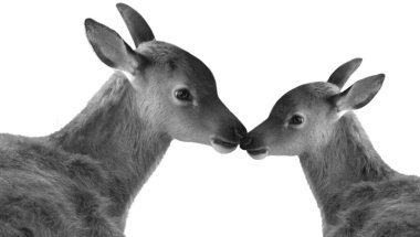 Sevimli İki Geyik Kafa Beyaz Arkaplanda İzole Edildi