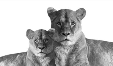 Beyaz arka planda oturan sevimli bebekle oturan dişi aslan.