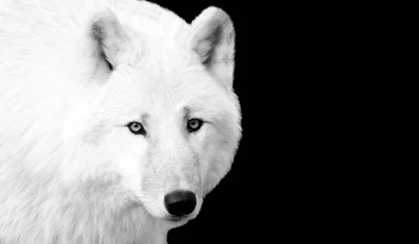 Angry Wolf Дивлячись Фронт Чорному Тлі — стокове фото