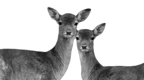 Δύο Όμορφα Deer Head Closeup Απομονωμένα — Φωτογραφία Αρχείου