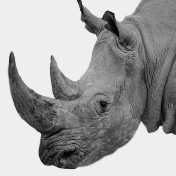 Big Horned Rhino Closeup Face — Stock Photo, Image