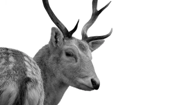 Piękny Cute Deer Head Zbliżenie Izolacja — Zdjęcie stockowe