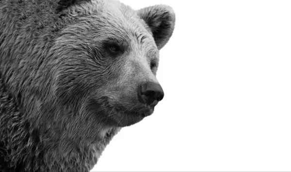 Bear Closeup Face Head Bílém Pozadí — Stock fotografie