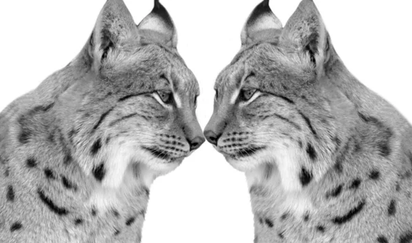 Euraziatische Lynx Twee Gevaarlijke Dieren Closeup Head — Stockfoto