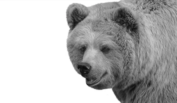 Cara Cabeça Urso Pardo Grande Bonito — Fotografia de Stock