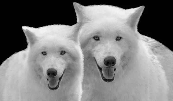 Bílý Krásný Bratr Vlk Černém Pozadí — Stock fotografie