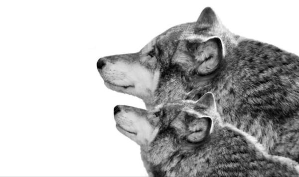 白种人背景下的母狼和幼狼 — 图库照片
