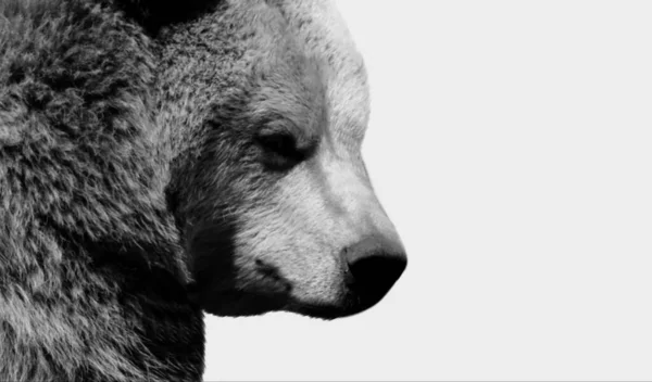 Preto Branco Brown Bear Cabeça Fundo Branco — Fotografia de Stock