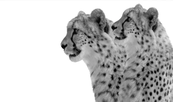 两个黑白相间的猎豹在白色背景下被隔离 — 图库照片