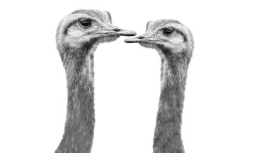 Beyaz arka planda iki uzun boyunlu devekuşu kafası izole edilmiş.