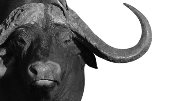 Big Horn Buffalo Gros Plan Face Latérale Dans Fond Blanc — Photo
