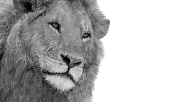 Wild Lion Closeup Face Head Wallpaper — Stock Photo, Image