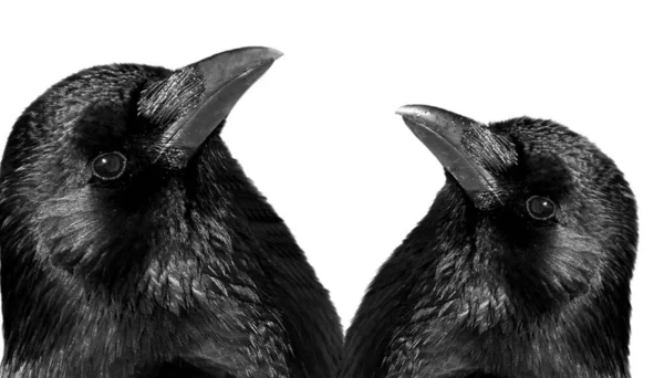 Μαύρα Κοράκια Πτηνά Απομονωμένα Λευκό Φόντο — Φωτογραφία Αρχείου