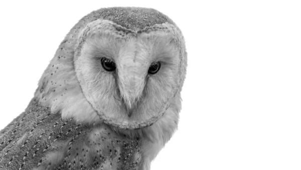 Beautiful Cute Barn Owl Head Closeup White Background — Stock Photo, Image