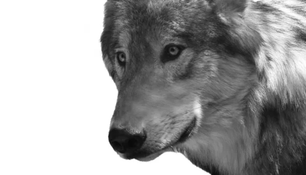 Zwart Wit Wolf Hoofd Close Geïsoleerd — Stockfoto