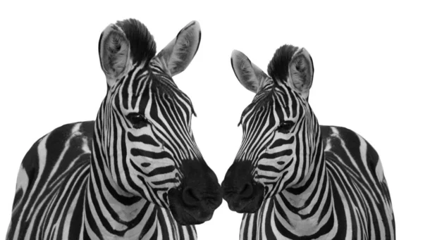 Dois Bonito Preto Branco Zebra Isolado Fundo Branco Papel Parede — Fotografia de Stock