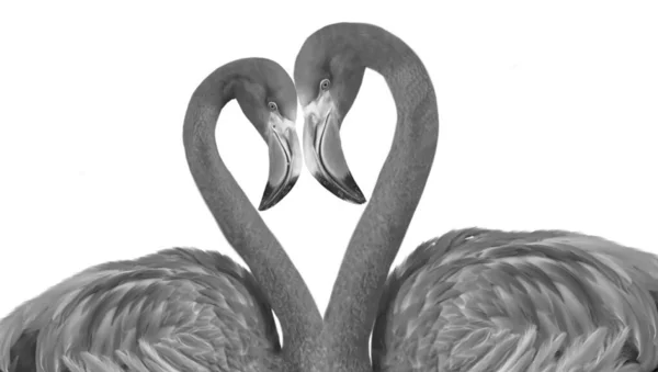 Piękny Czarny Flamingo Ptaków Kochających Się Razem Równym Białym Tle — Zdjęcie stockowe