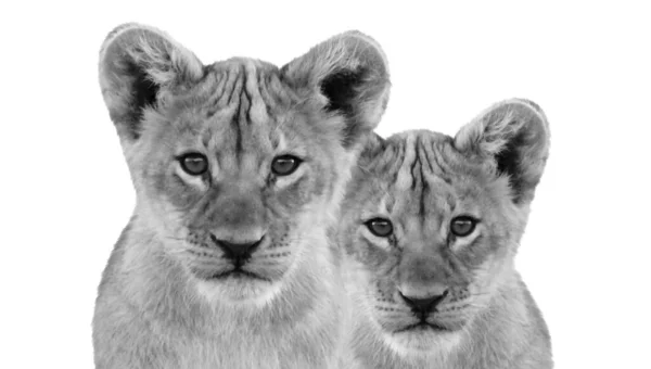 Två Baby Lion Cub Head Närbild Ansikte Tapet — Stockfoto