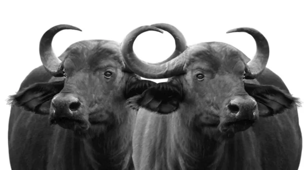 Två Vilda Buffalo Tillsammans Isolerade Den Vita Bakgrunden — Stockfoto