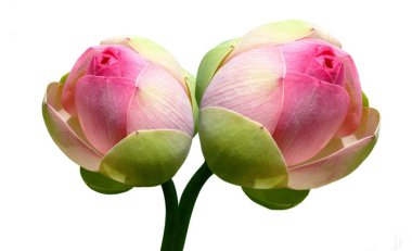 Taze Pembe Nilüfer Çiçeği Arkaplanda İzole Edildi