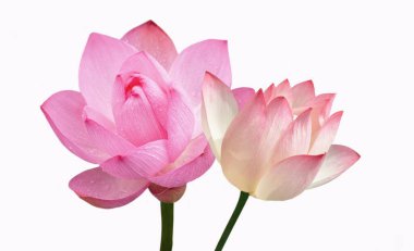 Taze Pembe Güzel Lotus Beyaz Arkaplanda