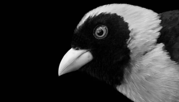 Ασπρόμαυρο Κοκκινωπό Κοκκινωπό Κεφάλι Πουλιού Closeup — Φωτογραφία Αρχείου