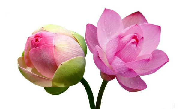 Güzel Pembe Nilüfer Taze Nilüfer Beyaz Arkaplanda İzole Edildi