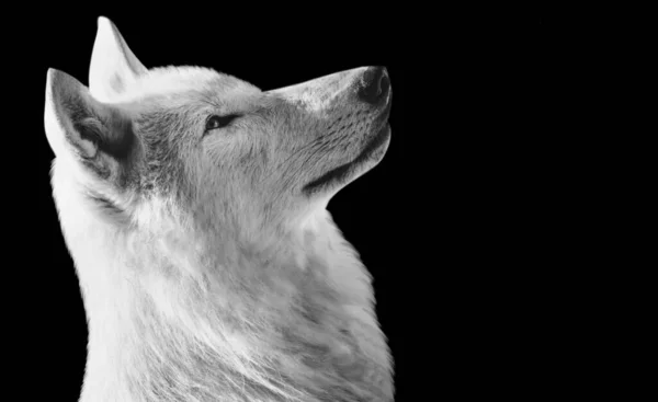 Bílý Vlk Vzhlíží Zblízka — Stock fotografie