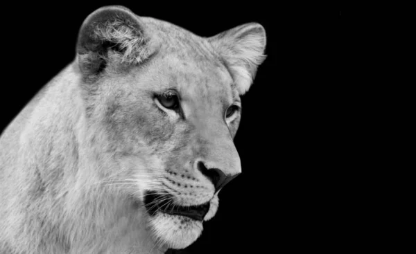 Female Black Lion Head Closeup Dark Background — Stock Photo, Image