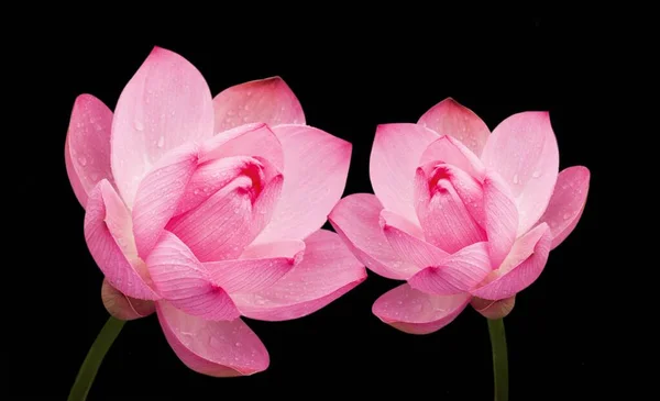 Koyu Arkaplanda İki Pembe Lotus Çiçek Duvar Kağıdı