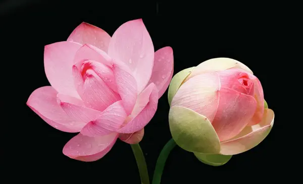 Taze nilüfer çiçeğine güzel su damlaları